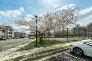 Oaks of Woodlawn tennis court